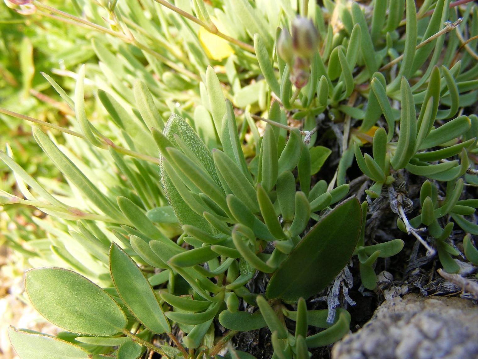 Sentieri ferrati, sentieri fioriti: i fiori dell''Albiolo